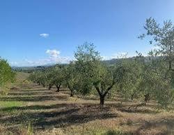 Terreno Agricolo