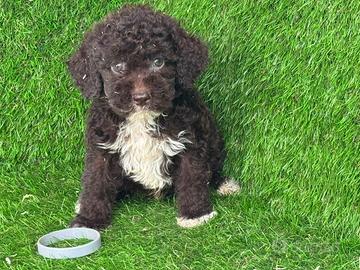 lagotto romagnolo 