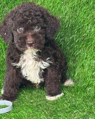 lagotto romagnolo 