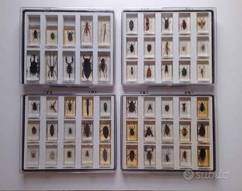 Collezione di “Insetti da tutto il mondo”