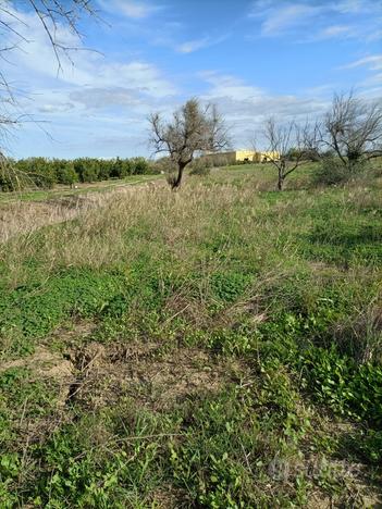 Terreno con ulivi a belpasso