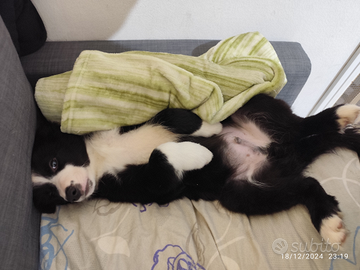 Border collie disponibili da subito