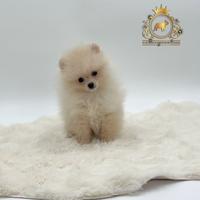 Strepitosi cuccioli Spitz di Pomerania