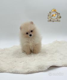 Strepitosi cuccioli Spitz di Pomerania
