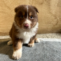 Cuccioli pastore australiano