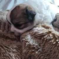 Aprile disponibile chihuahua maschio con pedigree