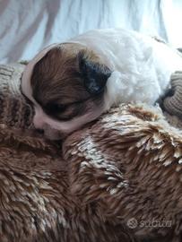 Aprile disponibile chihuahua maschio con pedigree