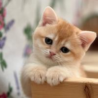 British Shortair cuccioli da amare