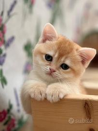 British Shortair cuccioli da amare