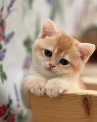 British Shortair cuccioli da amare