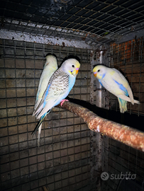 Cocorito parochetto Clearboody texas