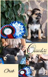 Maschietto cucciolo chihuahua con pedigree enci