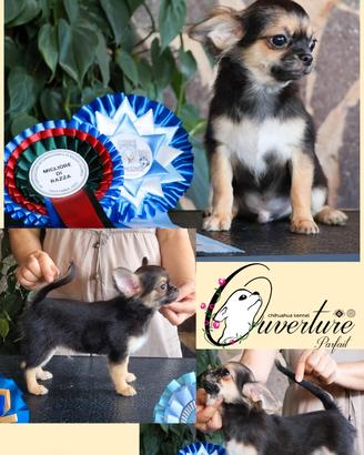 Maschietto cucciolo chihuahua con pedigree enci