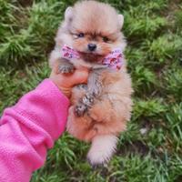 Pomerania TOY Cuccioli con Pedigree ENCI