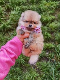 Pomerania TOY Cuccioli con Pedigree ENCI