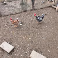 Collo nudo millefiori