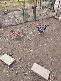 Collo nudo millefiori