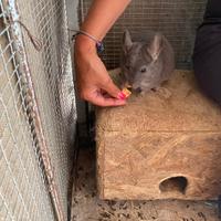 Famiglia di cincilla