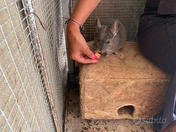 Famiglia di cincilla