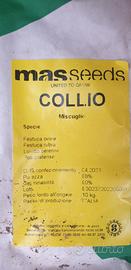 Miscuglio di semi tappeto erboso Collio Mas Seeds