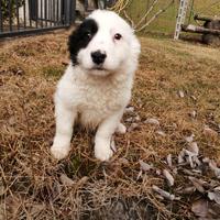Cuccioli di Border Collie
