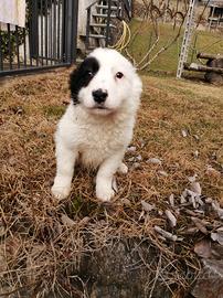 Cuccioli di Border Collie
