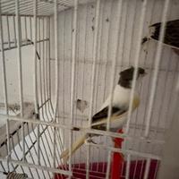 Arlecchino portoghese