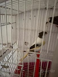 Arlecchino portoghese