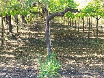 TERRENO. AGRICOLO  VIGNETO  E  ULIVETO