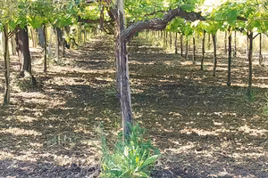 TERRENO. AGRICOLO  VIGNETO  E  ULIVETO