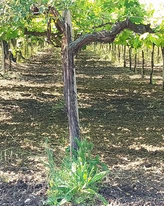 TERRENO. AGRICOLO  VIGNETO  E  ULIVETO
