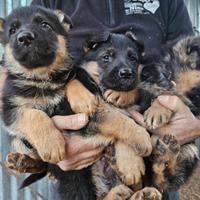 Cuccioli pastore tedesco