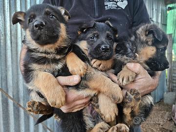 Cuccioli pastore tedesco