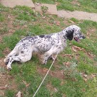 Setter inglese maschio