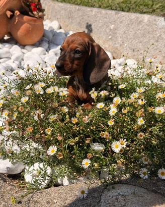 Eden - Cucciola Femmina di Bassotto tedesco