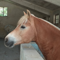 Cavallo castrone Haflinger/Avelignese