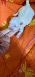 Cuccioli di cane maltese