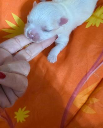Cuccioli di cane maltese