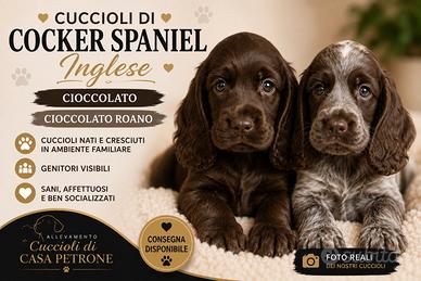 Cocker Spaniel inglese Cioccolato