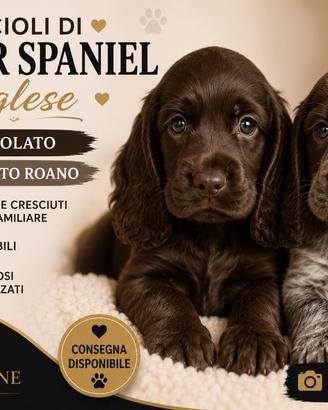 Cocker Spaniel inglese Cioccolato