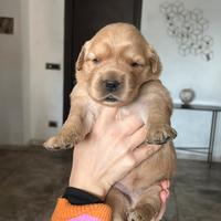 Cuccioli golden retriever americani