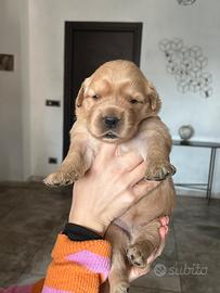 Cuccioli golden retriever americani