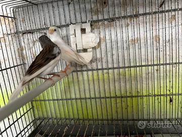 Coppia canarini spagnoli