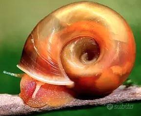 Planorbelle Red (Rosse)