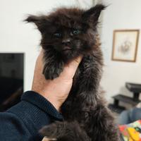 Cuccioli Maine Coon