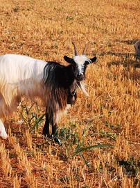 capra