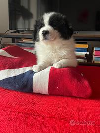 Cucciolo border collie maschio