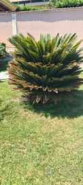 palma cycas da giardino