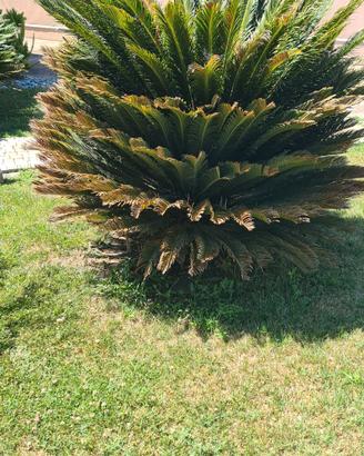 palma cycas da giardino