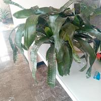 Acmea fasciata  grande 